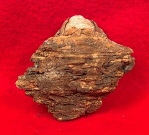 Lead Projectile In Wood