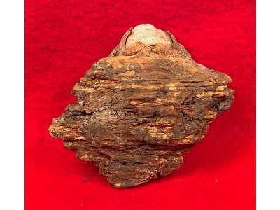 Lead Projectile In Wood