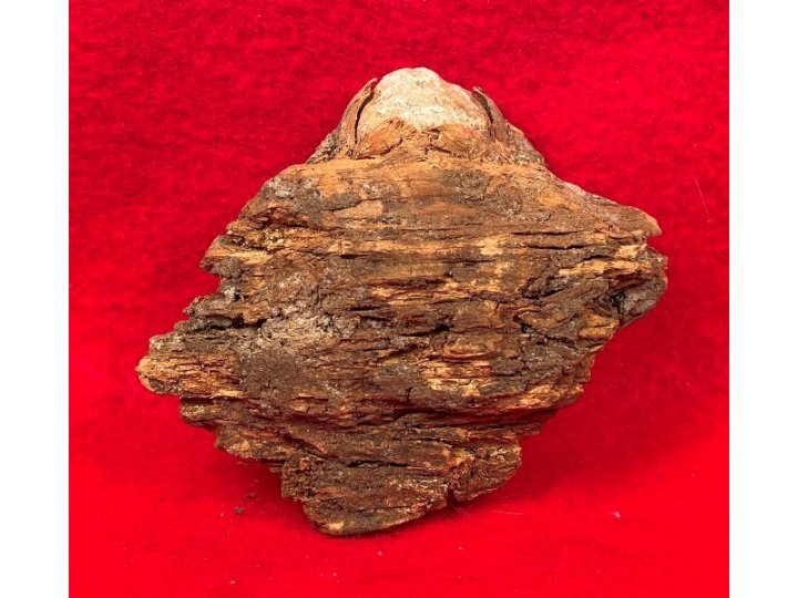 Lead Projectile In Wood