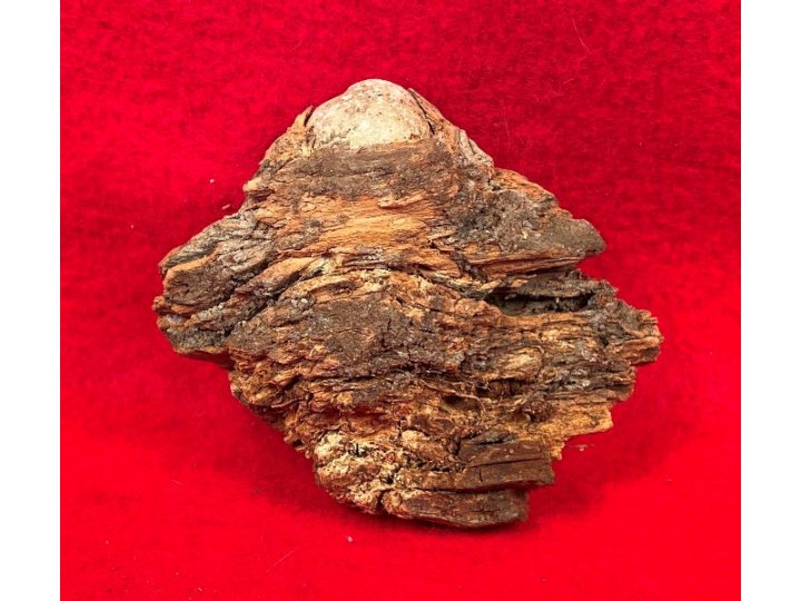 Lead Projectile In Wood